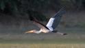 Yellow-billed Stork.jpg